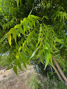 Azadirachta indica (neem, margosa, nimtree, Indian lilac)