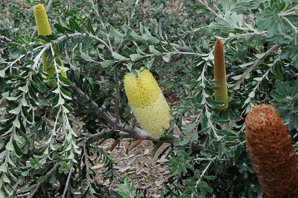 Banksia L.