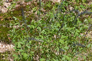 Baptisia bracteata (plains wild indigo)