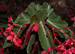 Begonia × (dragon wing begonia)