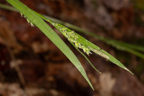 Carex blanda (common woodland sedge)