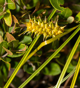 Carex bullata (button sedge)