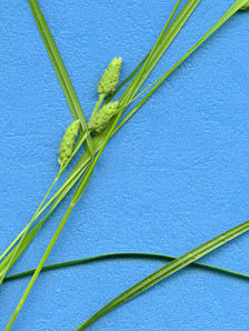 Carex swanii (Swan’s sedge)