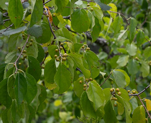 Celastrus scandens (American bittersweet)