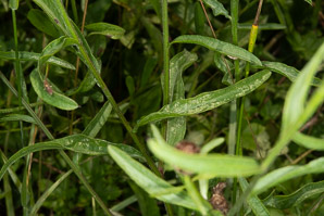Centaurea nigrescens (short-fringed knapweed)