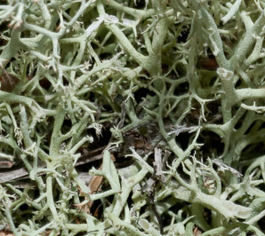 Cladina mitis (green reindeer lichen, reindeer lichen)