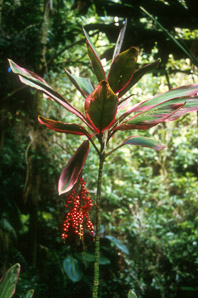 Cordyline fruticosa (ti plant, kī, lā‘ī)