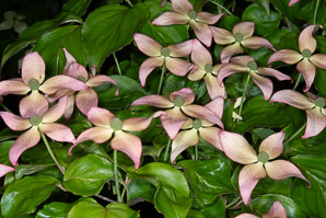 Cornus kousa (Satomi kousa dogwood)