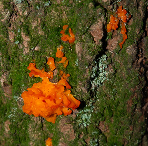 Dacrymyces cokeri (orange jelly fungus)