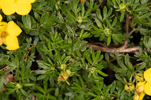 Dasiphora fruticosa (shrubby cinquefoil, golden hardhack, bush cinquefoil)