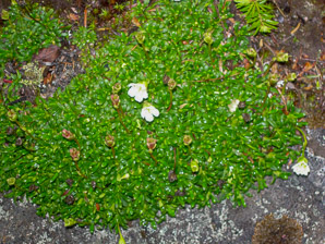 Diapensia lapponica (diapensia, pincushion plant)