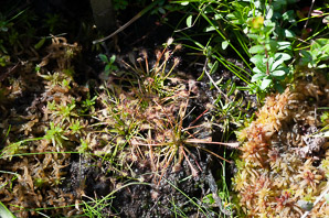 Drosera intermedia (spatulate-leaved sundew, oblong-leaved sundew, spoonleaf sundew)