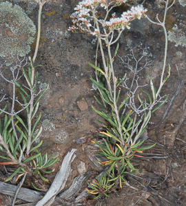 Eriogonum heracleoides (parsnipflower buckwheat, whorled buckwheat, Wyeth buckwheat)