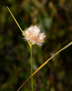 Eriophorum virginicum (tawny cottonsedge, tawny cotton-grass, tawny cottongrass)