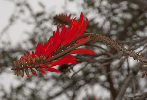 Erythrina (coral tree)