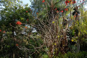 Erythrina lysistemon (coral tree)