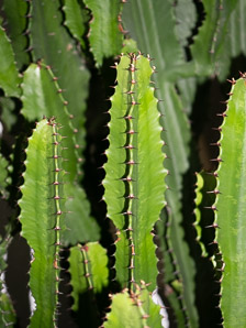 Euphorbia abyssinica (desert candle, candelabra spurge)