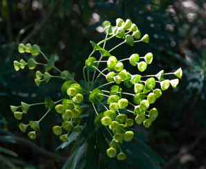 Euphorbia characias (Mediterranean spurge)