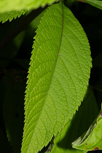 Eutrochium fistulosum (hollow Joe-Pye weed, trumpetweed, purple thoroughwort)