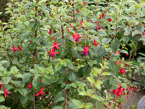 Fuchsia magellanica (hummingbird fuchsia, hardy fuchsia, chilco)