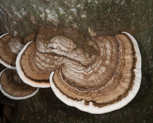 Ganoderma applanatum (artist’s polypore, artist’s conk)