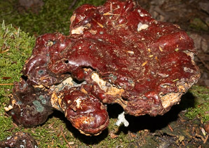 Ganoderma tsugae (reishi, Ling-Chi)
