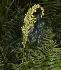 Glyceria obtusa (coastal mannagrass, Atlantic mannagrass)