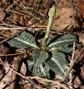 Goodyera pubescens (downy rattlesnake plantain, downy rattlesnake orchid)