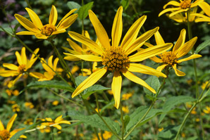 Heliopsis helianthoides (early sunflower, eastern ox-eye, heliopsis, false sunflower)