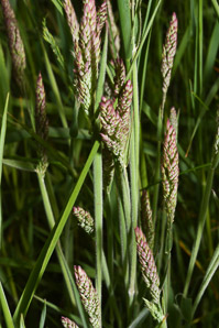 Holcus lanatus (velvet grass, sweet velvet grass, Yorkshire fog)