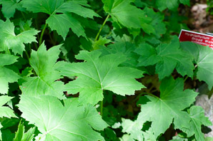 Hydrophyllum canadense (broad waterleaf, maple-leaved waterleaf)