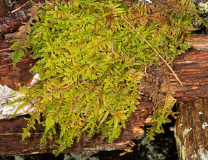Hypnum imponens (brocade moss, feather moss)