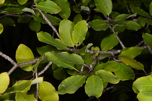 Ilex mucronata (mountain holly, swamp holly, catberry)
