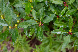 Ilex verticillata (winterberry, common winterberry)