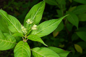 Impatiens glandulifera (Himalayan balsam)