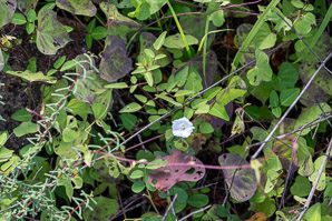 Ipomoea alba (moonflower, moonvine, tropical white morning-glory)