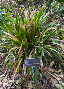 Iris foetidissima (Gladwin iris, stinking iris)