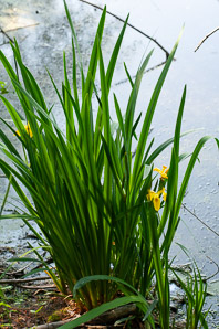 Iris pseudacorus (yellow flag, paleyellow iris)