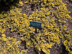 Juniperus horizontalis (creeping juniper, mother lode juniper, Mother Lode creeping juniper)