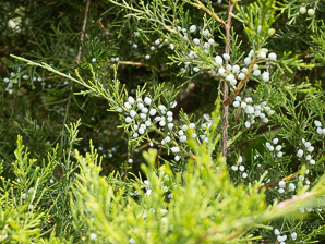 Juniperus virginiana (Eastern redcedar, red cedar, Eastern juniper, red juniper, pencil cedar, Eastern red cedar)