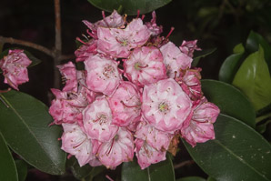 Kalmia latifolia (mountain laurel, spoonwood, ivybush, calico bush, lambkill, clamoun)