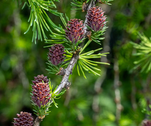 Larix Mill. (larch)