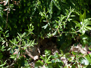 Ledum groenlandicum (bog Labrador tea)