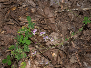 Lespedeza procumbens (downy trailing bush-clover)
