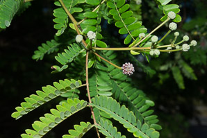 Leucaena leucocephala (white leadtree, jumbie bean)