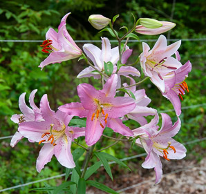Lilium ‘Star (Oriental lily, stargazer lily)