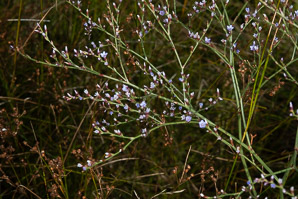 Limonium carolinianum (Carolina sea-lavender, canker root, ink root, marsh root, lavender thrift, American thrift, seaside thrift)
