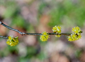 Lindera benzoin (spicebush, northern spicebush)