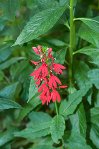 Lobelia cardinalis (cardinal flower)
