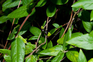 Lonicera japonica (Japanese honeysuckle, golden-and-silver honeysuckle)